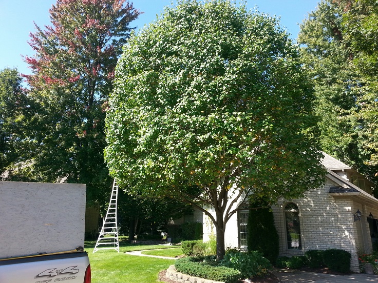 Shaping — Sycamore Tree Care